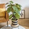 CALATHEA MAKOYANA GM