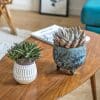 Lot de 2 plantes grasses echeveria et haworthia