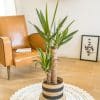 Yucca pied elephant