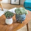 Lot de 2 succulentes