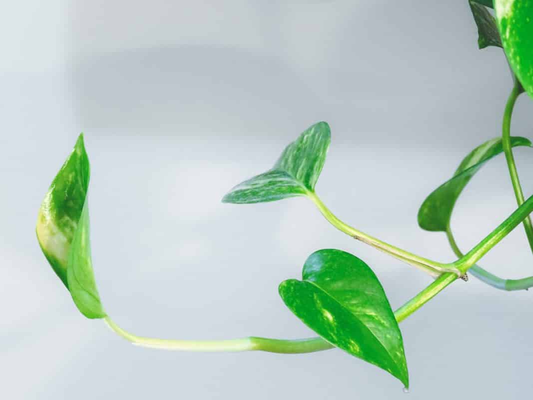 plantes d'intérieur dépolluante