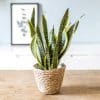 plante sansevieria ou langue de belle mère