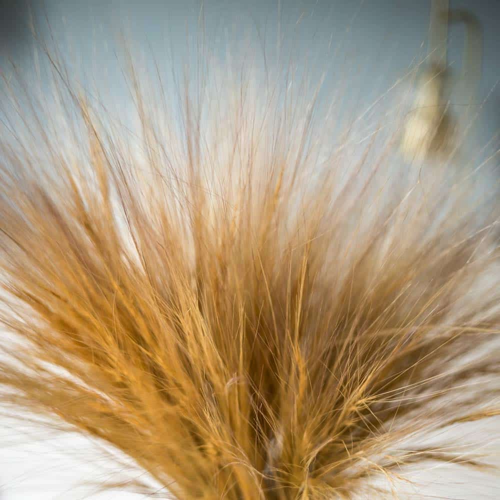 herbes pampa séchées