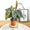 calathea ornata sanderiana