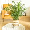 palmier interieur chamaedorea