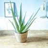 ALOE VERA PLANTE INTERIEUR