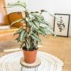calathea majestica whitestar