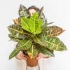 PLANTE CROTON PETRA
