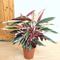 Calathea triostar aux feuilles rose