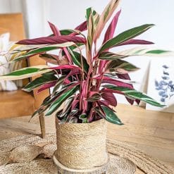 Calathea triostar aux feuilles rose