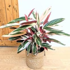 Calathea triostar aux feuilles rose