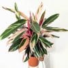 Calathea triostar aux feuilles rose