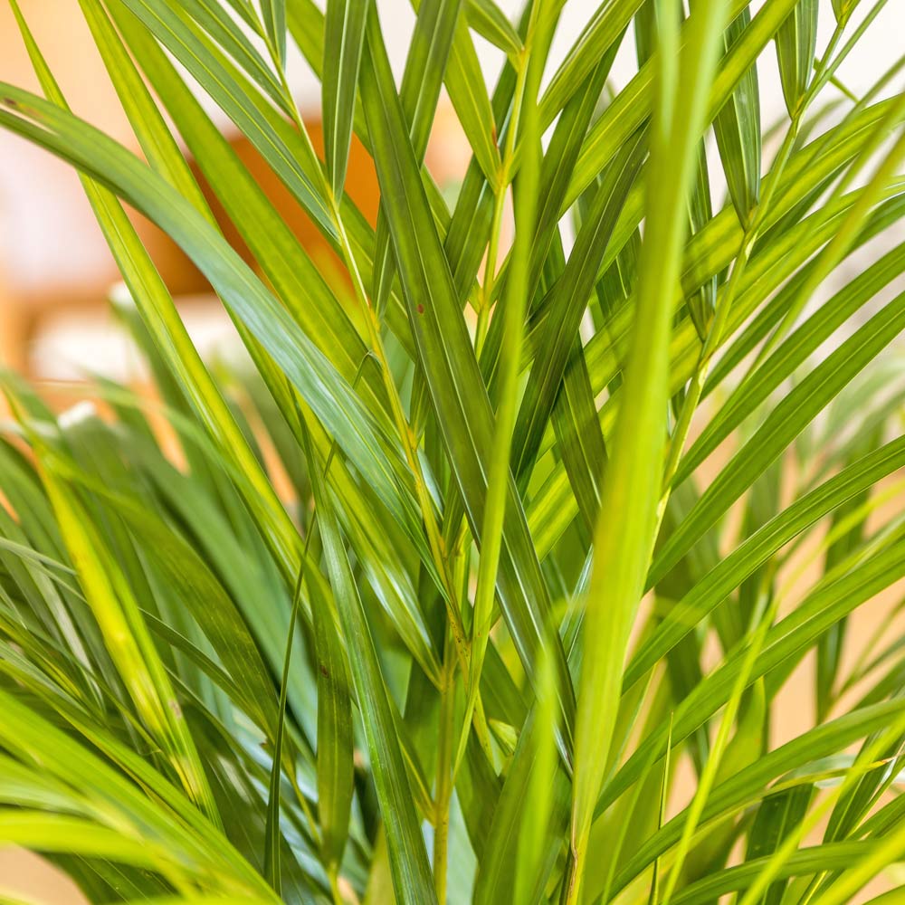 palmier areca ou chrysalidocarpus