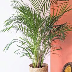 palmier areca d'intérieur 120cm