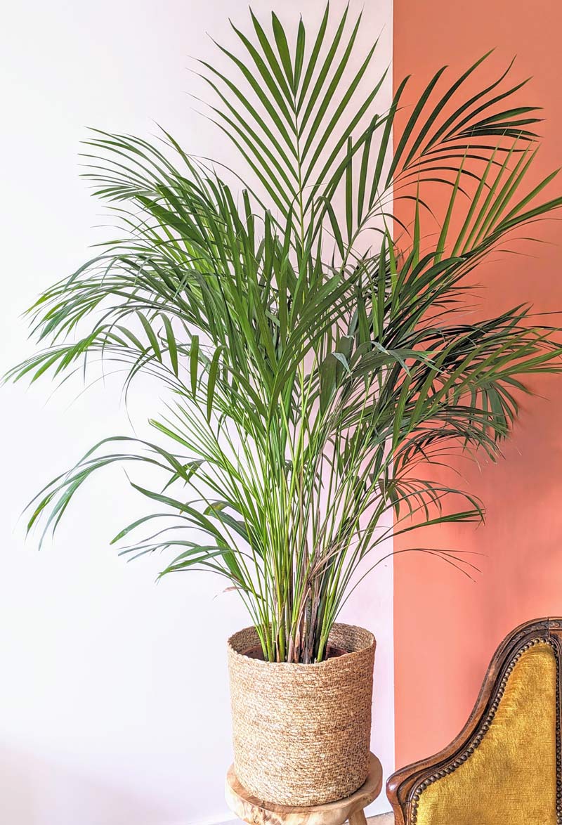 palmier areca d'intérieur 120cm