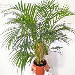 palmier areca d'intérieur 120cm