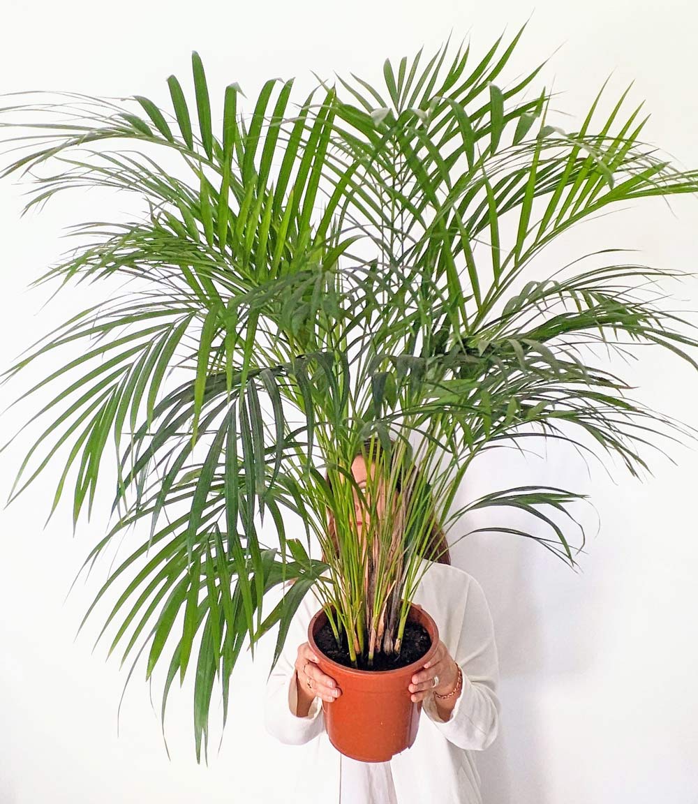 palmier areca d'intérieur 120cm
