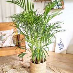 palmier areca d'intérieur 120cm