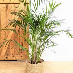 palmier areca d'intérieur 120cm