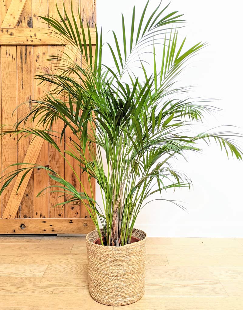 palmier areca d'intérieur 120cm