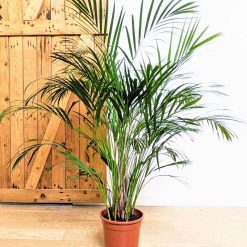 palmier areca d'intérieur 120cm