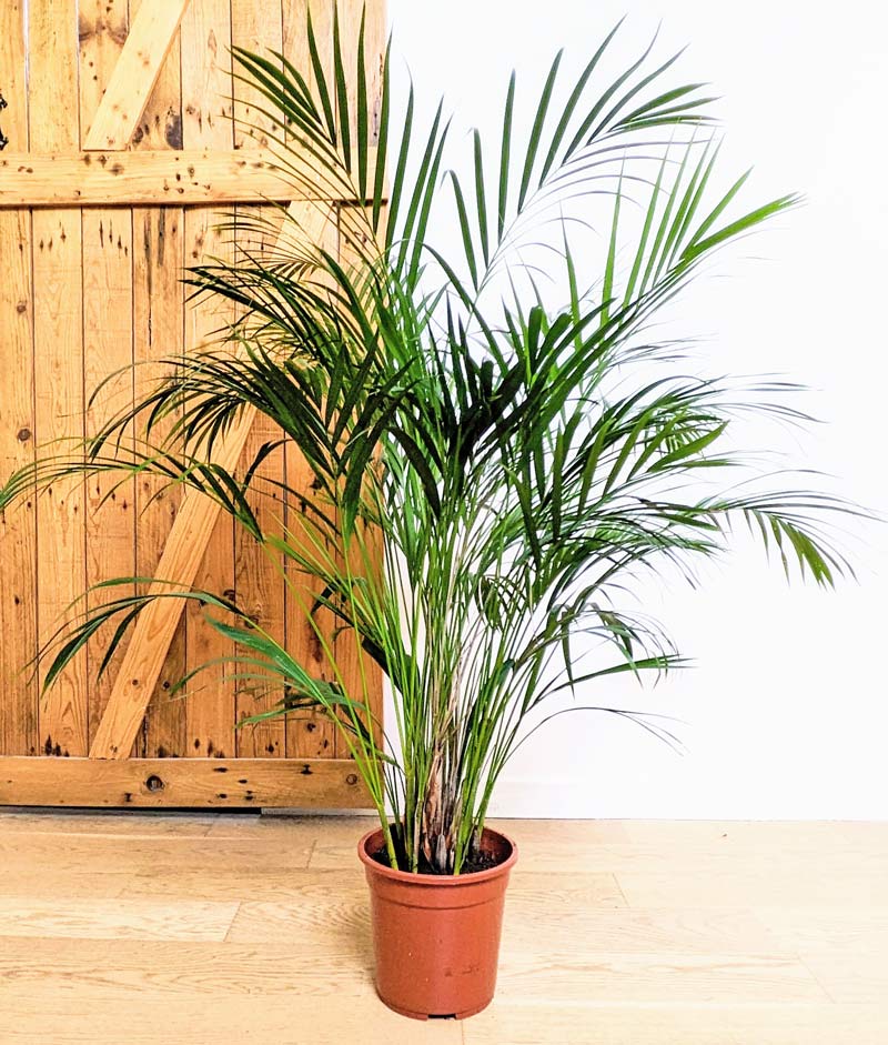 palmier areca d'intérieur 120cm