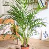 palmier areca d'intérieur 120cm