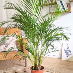 palmier areca d'intérieur 120cm