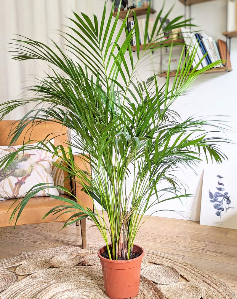 palmier areca d'intérieur 120cm