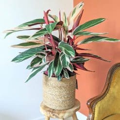 Calathea triostar aux feuilles rose