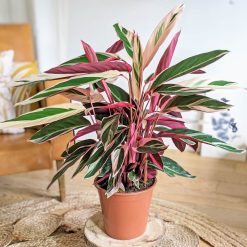Calathea triostar aux feuilles rose
