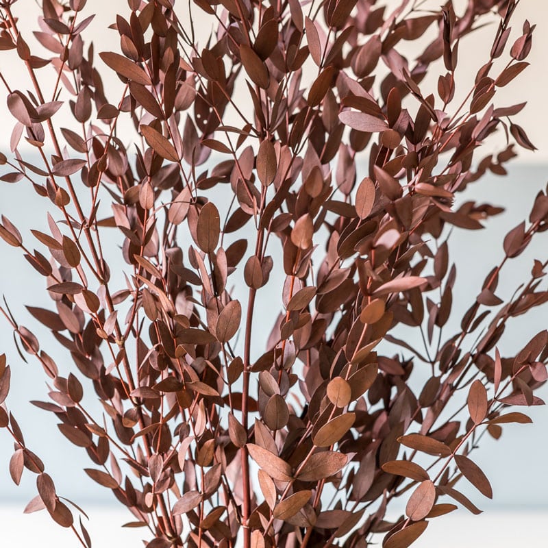Bouquet de fleurs séchées eucalyptus parvifolia rouge