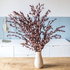 Bouquet de fleurs séchées eucalyptus parvifolia rouge