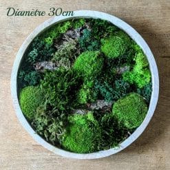tableau végétal rond naturel mousse stabilisée thème canopé