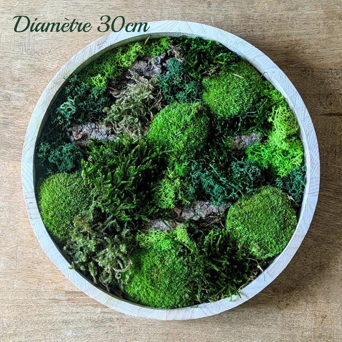 tableau végétal rond naturel mousse stabilisée thème canopé