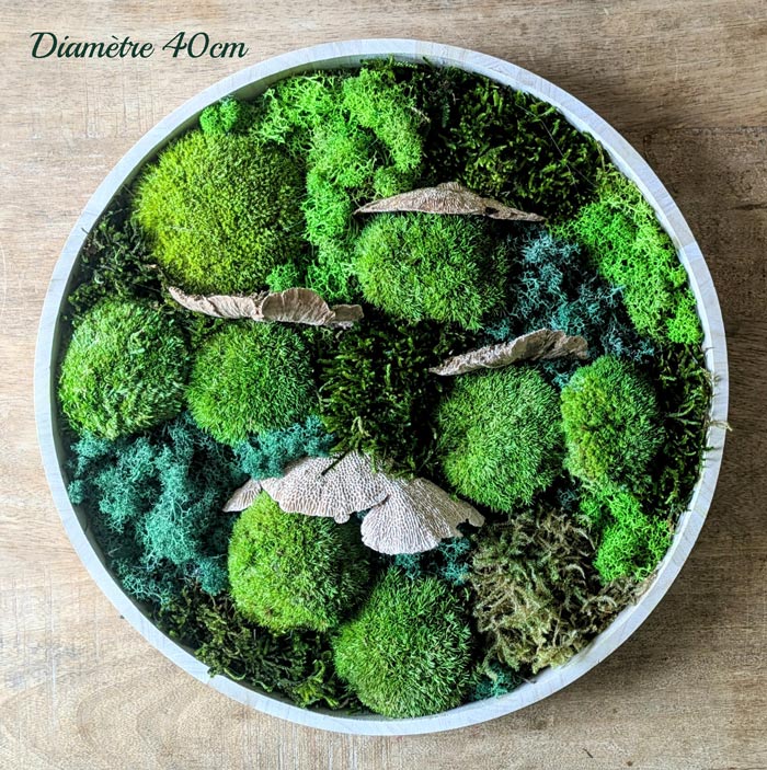 d40 tableau végétal stabilisé mousse naturelle