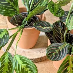 lot de 2 maranta nervures lemon lime et fascinator