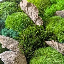 détail tableau naturel stabilisé mousse champignon