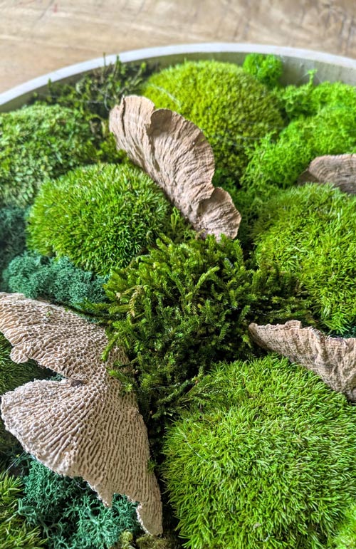 détail tableau naturel stabilisé mousse champignon