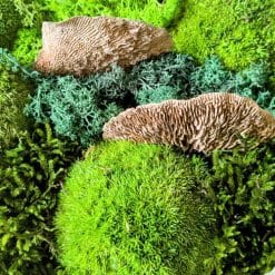 détail tableau végétal naturel stabilisé mousse champignon