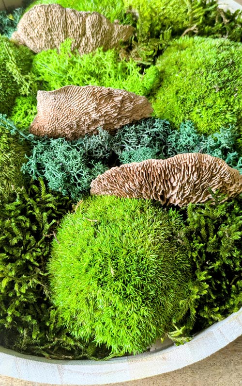 détail tableau végétal naturel stabilisé mousse champignon