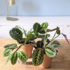 lot de 2 maranta nervures roses et vertes