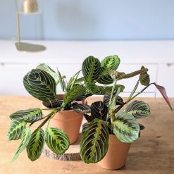 lot de 2 maranta nervures roses et vertes