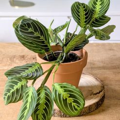 Lot de 2 maranta leuconera lemon lime
