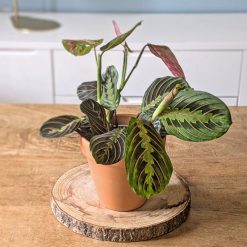lot de 2 maranta nervures roses et vertes