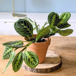 lot de 2 maranta nervures roses et vertes lemon lime