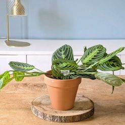 lot de 2 maranta nervures roses et vertes