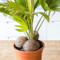 palmier livistona ou palmier éventail rotundifolia D17