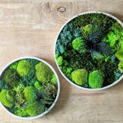 tableau végétal rond lot de 2 thème canopé