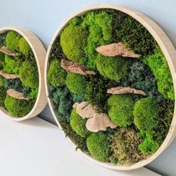 tableau végétal stabilisé mousse naturel